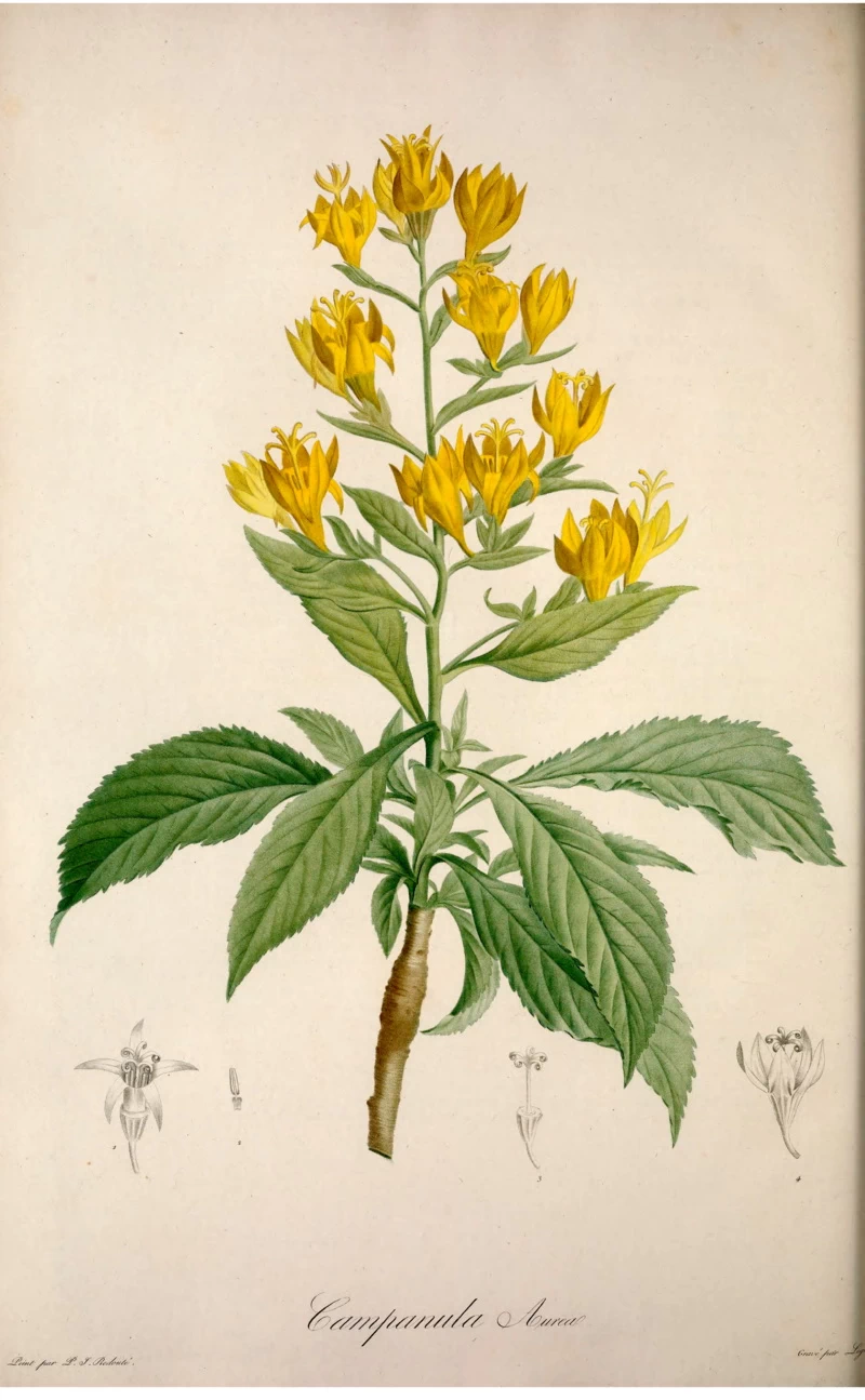 Campanula aurea